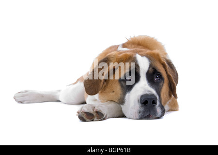 Close up of  a Saint Bernard dog, isolated on white background. Stock Photo
