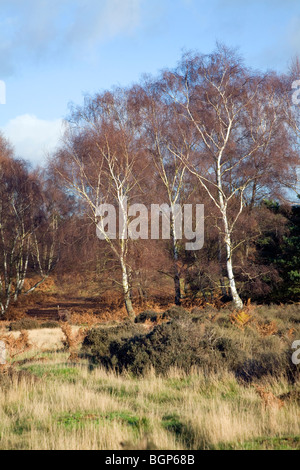 Autumn vegetation trees bushes heathland Suffolk England Stock Photo