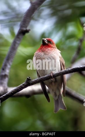 Scarlet rosefinch / common rosefinch (Carpodacus erythrinus) perched in tree, Finland Stock Photo