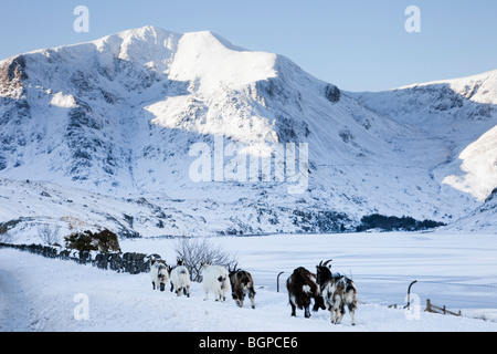 Ogwen Valley, North Wales, UK. Feral Welsh Mountain Goats by Llyn Ogwen in winter snow in mountains of Snowdonia National Park Stock Photo