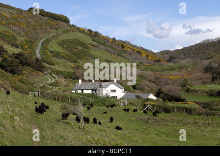 West Mill, Marsland Valley, Devon Cornwall Border with Black hebridean sheep Stock Photo