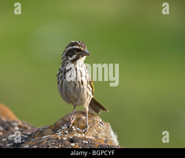 Streaky Seedeater (Serinus striolatus), Botswana 2009 Stock Photo