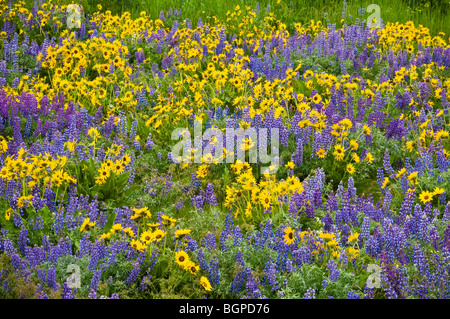 Lupine and Balsamroot, Dalles Mountain Road, Columbia River Gorge National Scenic Area, Washington. Stock Photo
