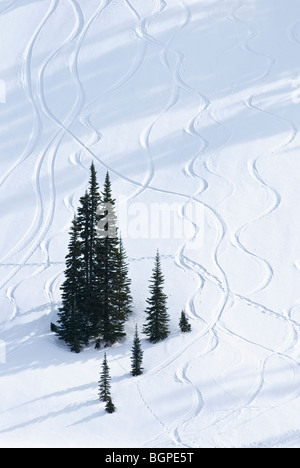 Trees and snow, Paradise Valley; Mount Rainier National Park, Washington. Stock Photo