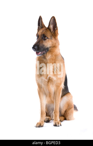 German shepherd in front of white background Stock Photo