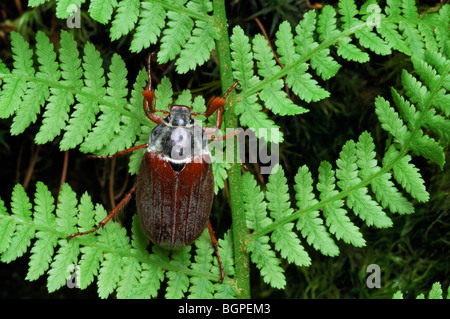 Cockchafer / Maybug (Melolontha melolontha) in fern Stock Photo