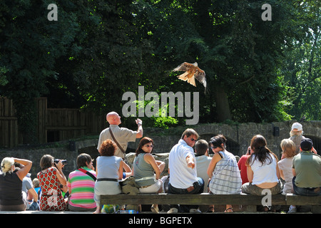 Falconer with red kite (Milvus milvus) during bird of prey show in the animal park Pairi Daiza, Belgium Stock Photo