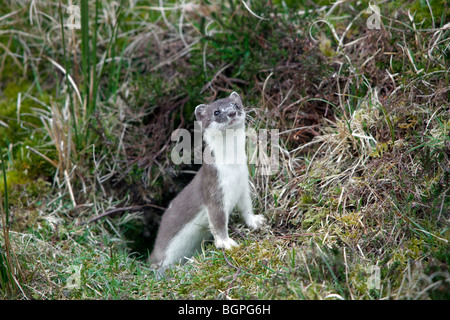 Stoat / ermine / short-tailed weasel (Mustela erminea) in summer coat leaving burrow Stock Photo