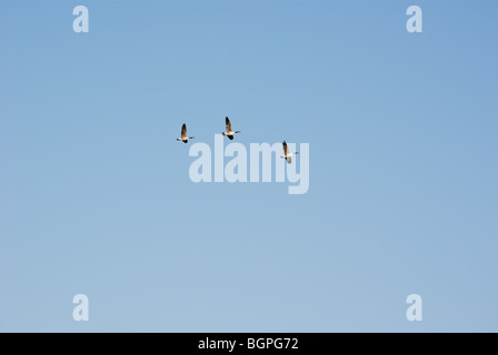 Three Canada Geese flying overhead Stock Photo