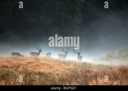 Herd of Fallow deer (Dama dama) stags in the mist at forest edge in autumn during the rutting season