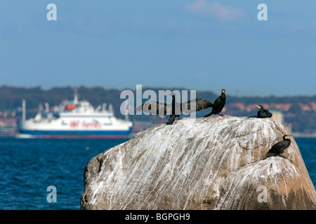 Great cormorants (Phalacrocorax carbo) with wings spread on rock in the sea, Denmark Stock Photo