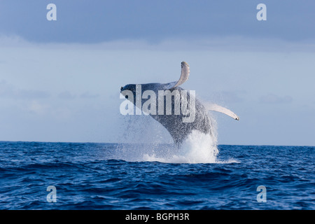 humpback whale breaching hawaii Stock Photo