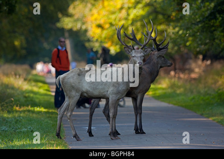 Two young Red deer stags (Cervus elaphus) one in white morph and walkers in autumn forest, Jaegersborg, Denmark Stock Photo