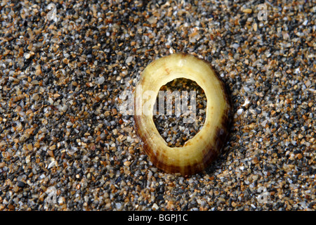 A limpet shell with a hole in it sits on the sand at widemouth bay bude north cornwall Stock Photo