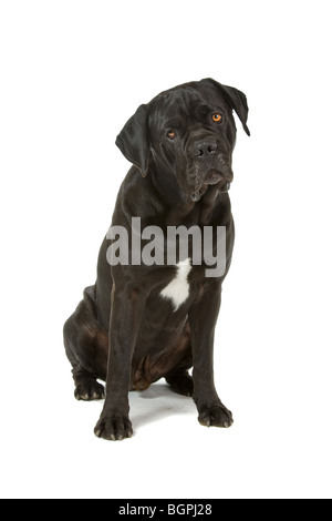 Closeup of black Cane Corso dog isolated on white background Stock Photo