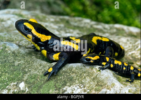 European salamander / Fire salamander (Salamandra salamandra) with young on rock Stock Photo