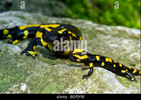 European salamander / Fire salamander (Salamandra salamandra) with young on rock Stock Photo