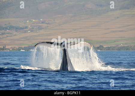 Humpback whale tail slapping Stock Photo
