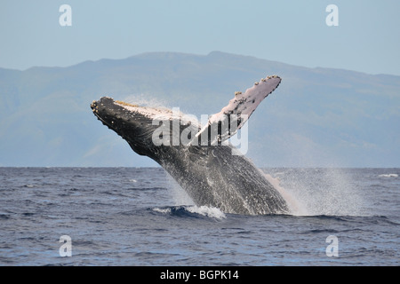 humpback whale breaching in Maui, Hawaii Stock Photo