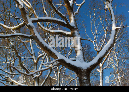 snow covered trees against blue sky Stock Photo