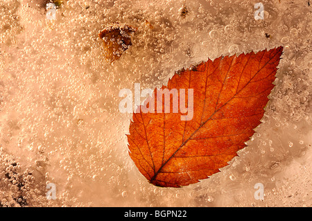 Frozen pond with a autumn  colored leaf  that has been frozen in time showing the veins and the ice crystals Stock Photo