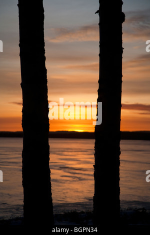 Tree trunks and sunset , Finland Stock Photo