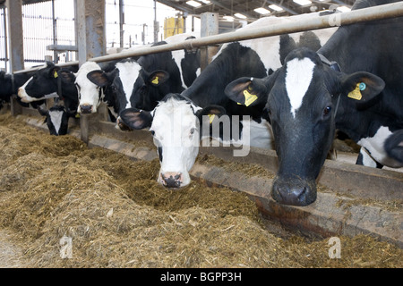 Holstein Dairy Cows Eating Silage Stock Photo