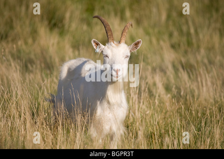 Kaschmirziegen cashmere goat, Capra hircus, on Great Orme, Llandudno, Wales Stock Photo