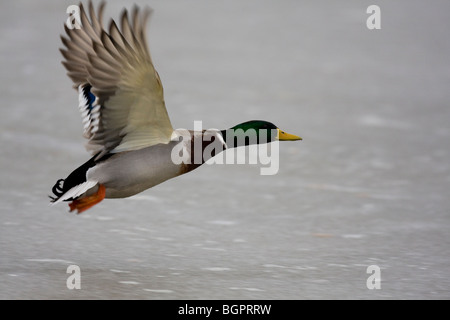 Mallard Anas platyrhynchos flying over frozen lake, Gloucestershire, UK