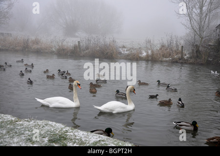 Swans and ducks on misty river in Witney Oxfordshire Stock Photo