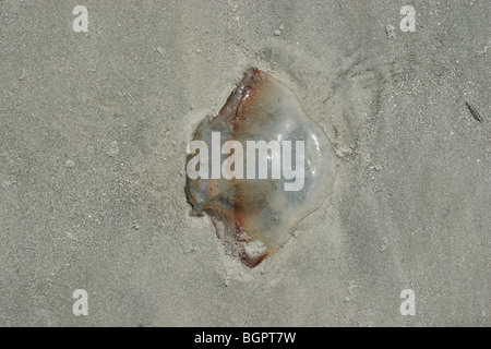 Moon Jellyfish Aurelia aurita washed up on beach Atlantic Ocean E USA, by Dembinsky Photo Associates Stock Photo