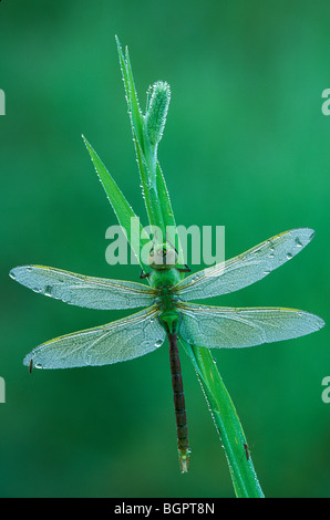 Common Green Darner Dragonfly Anax junius E NA, by Skip Moody/Dembinsky Photo Assoc Stock Photo