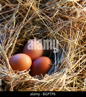 Chicken eggs in the straw in the morning light. Stock Photo