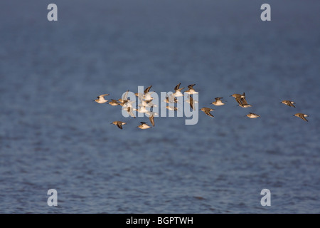 Dunlin Calidris alpina flying in small tight flock against water at Steart, Somerset and Bristol, UK. Stock Photo