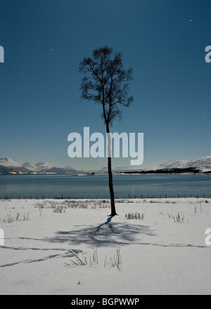 Lonely tree on a field in the moonlight. The full moon casting a shadow of the tree. Stock Photo