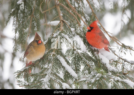 Male and Female Northern Cardinals perched in Spruce tree with falling snow Stock Photo