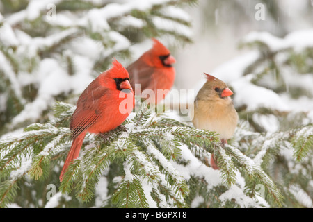 Three Northern Cardinals in Spruce tree with falling snow - male and female Stock Photo