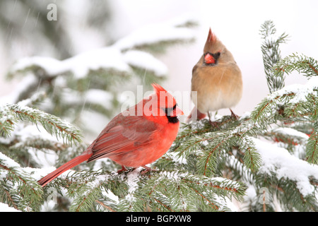Male and Female Northern Cardinals perched in Spruce tree with falling snow Stock Photo