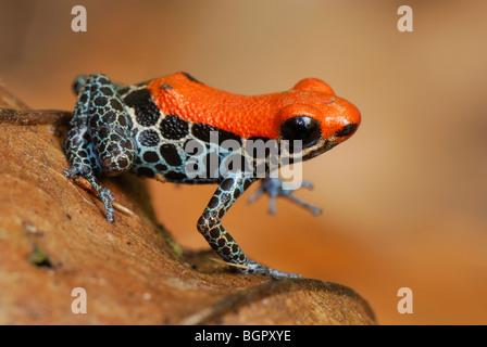 Reticulated Poison Dart Frog (Dendrobates reticulatus), adult , Allpahuayo Mishana National Reserve, Iquitos, Peru Stock Photo