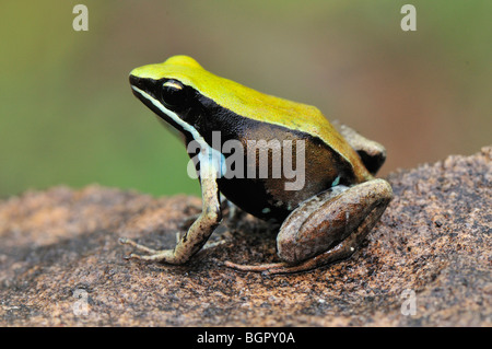 Green Mantella (Mantella viridis),adult, Montagne des Franais Reserve Antsiranana, Northern Madagascar, Africa Stock Photo