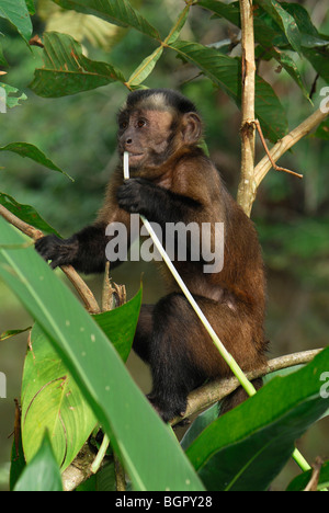 Tufted or Brown Capuchin (Cebus apella), adult eating, Pacaya-Samiria National Park, Peru Stock Photo