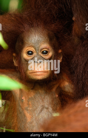 Borneo Orangutan baby (Pongo pygmaeus), young, Camp Leaky, Tanjung Puting National Park, Kalimantan, Borneo, Indonesia Stock Photo