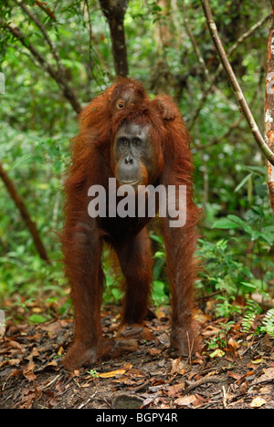 Borneo Orangutan (Pongo pygmaeus), female with its baby riding on its back, Kalimantan, Borneo, Indonesia Stock Photo