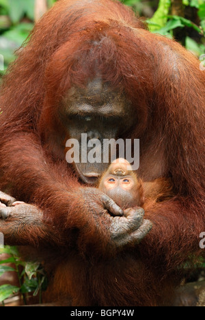 Bornean Orangutan (Pongo pygmaeus), female holdings its baby, Camp Leaky, Tanjung Puting NP, Kalimantan, Borneo, Indonesia Stock Photo