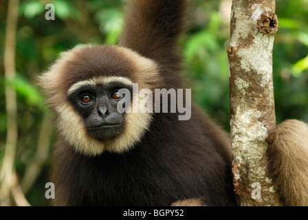 Dark-handed or Agile Gibbon (Hylobates agilis), adult, Camp Leaky, Tanjung Puting National Park, Kalimantan, Borneo, Indonesia Stock Photo