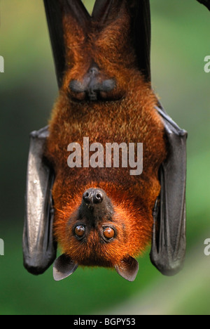 Malayan Flying Fox (Pteropus vampyrus), adult hanging, Malaysia Stock Photo