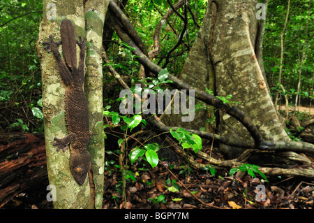 Henkel's Leaf tailed Gecko (Uroplatus henkeli), adult, Ankarana National Park, Northern Madagascar Stock Photo