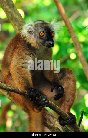 Black Lemur (Eulemur macaco macaco), female, Lokobe Nature Special Reserve, Nosy Be, Northern Madagascar Stock Photo