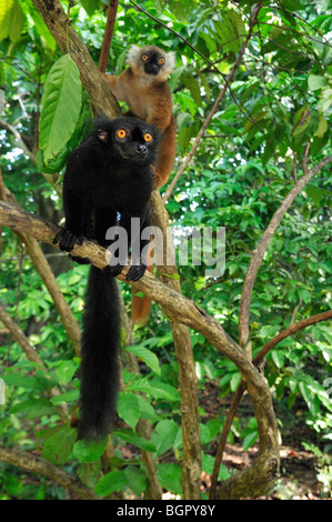 Black Lemur (Eulemur macaco macaco), male and female, Lokobe Nature Special Reserve, Nosy Be, Northern Madagascar Stock Photo