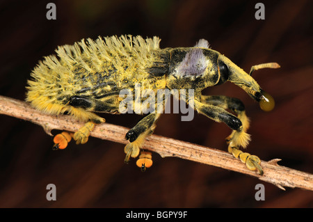 Weevil Beetle (Lixus barbiger), Curculionidae, Andasibe-Mantadia National Park, Madagascar